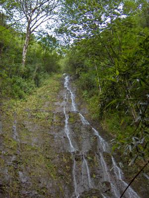 Looking up at the towering Manoa Falls cliff